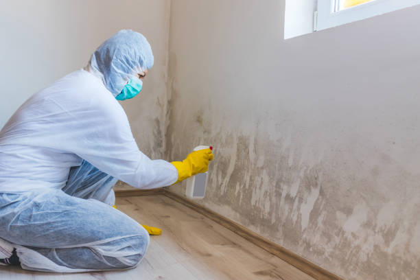 Licensed Black Mold Removal service in Thomasville, PA - WQB Mold Removal