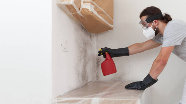 Professional Black Mold Removal technician working in Thomasville, PA