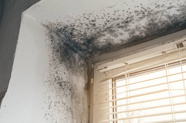 Affordable Black Mold Removal solutions in Thomasville, PA