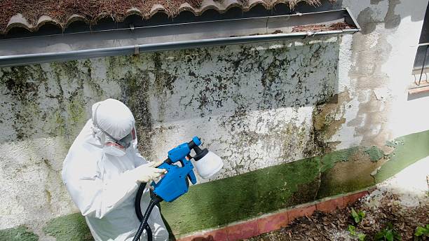 Top rated local Black Mold Removal specialists in Thomasville, PA